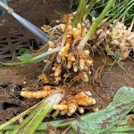 thumbnail for publication: Designs for Small-Scale Postharvest Washing of Ginger/Turmeric Rhizomes